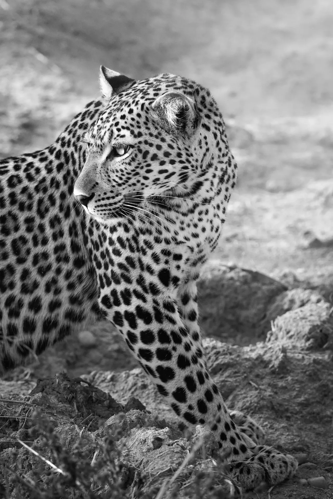 Tanzania