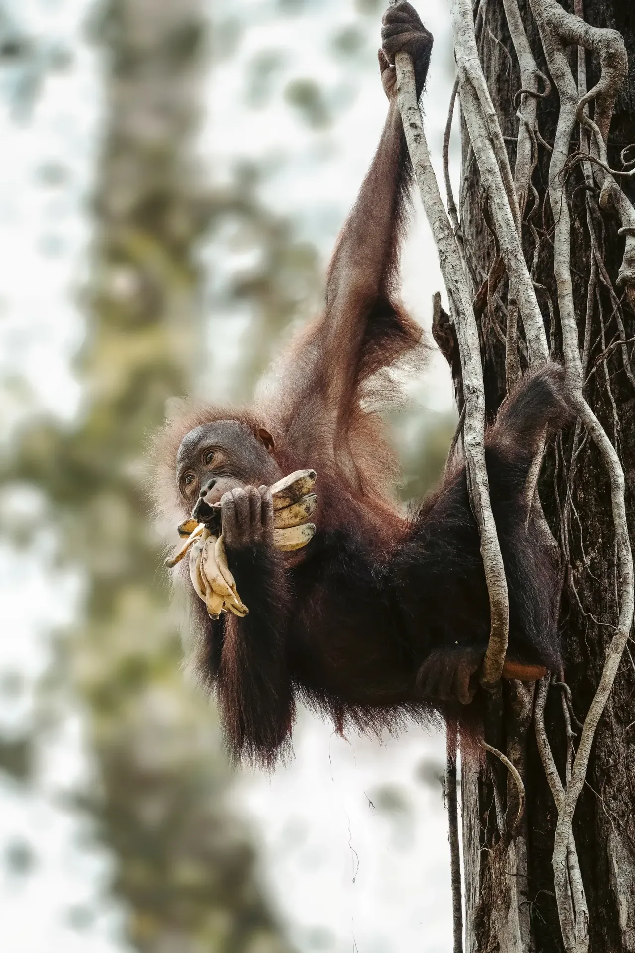 Malaysia Borneo