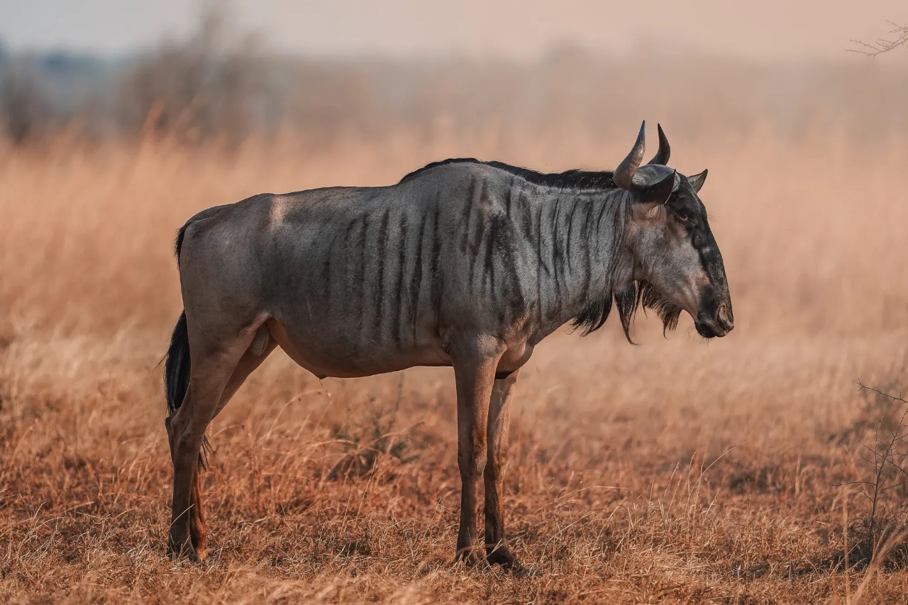 Side profile of a wildebeest standing on dry grassland under bright daylight.