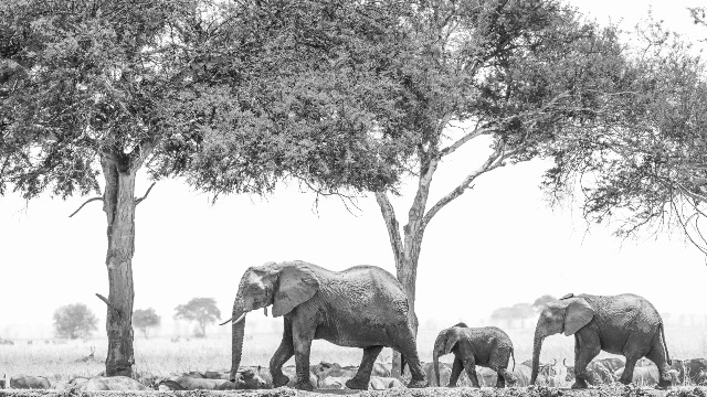 Black and white photograph of an elephant cow and calf standing beneath a large acacia tree.