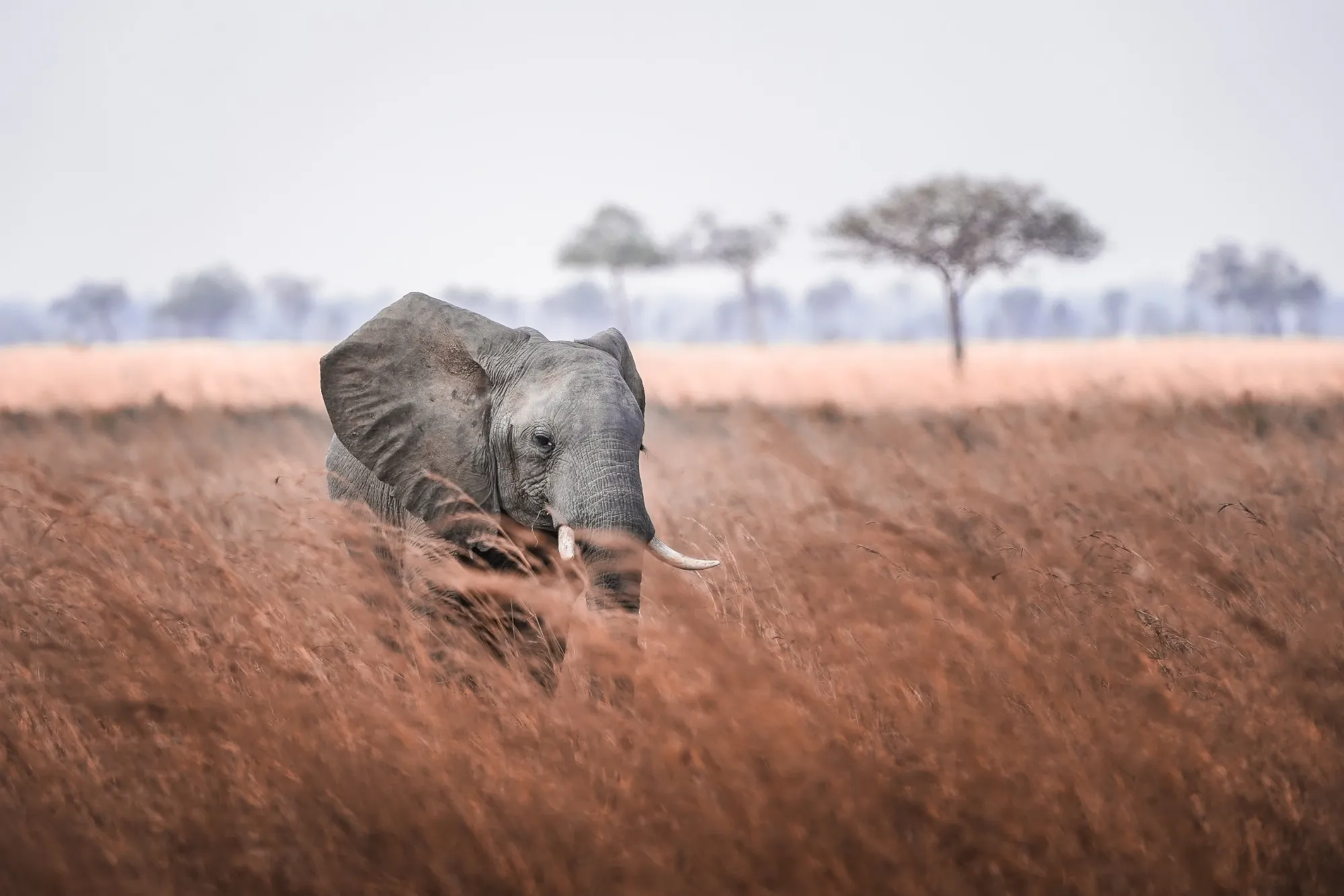 Photograph by Maria Mazzillo