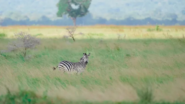 African Savannah