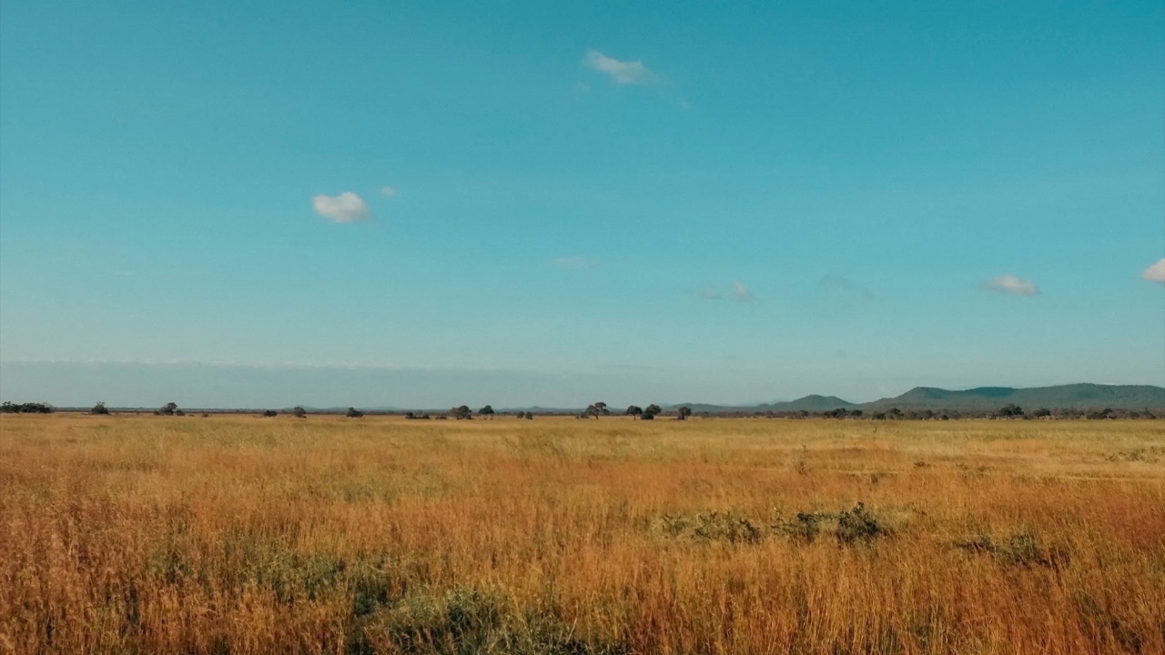 The Real Cost of Mass Tourism and Park Airstrips on Tanzania's Wildlife