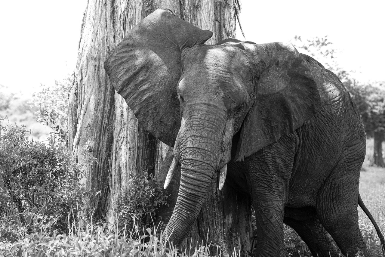 Documentary and wildlife photograph by Maria Mazzillo
