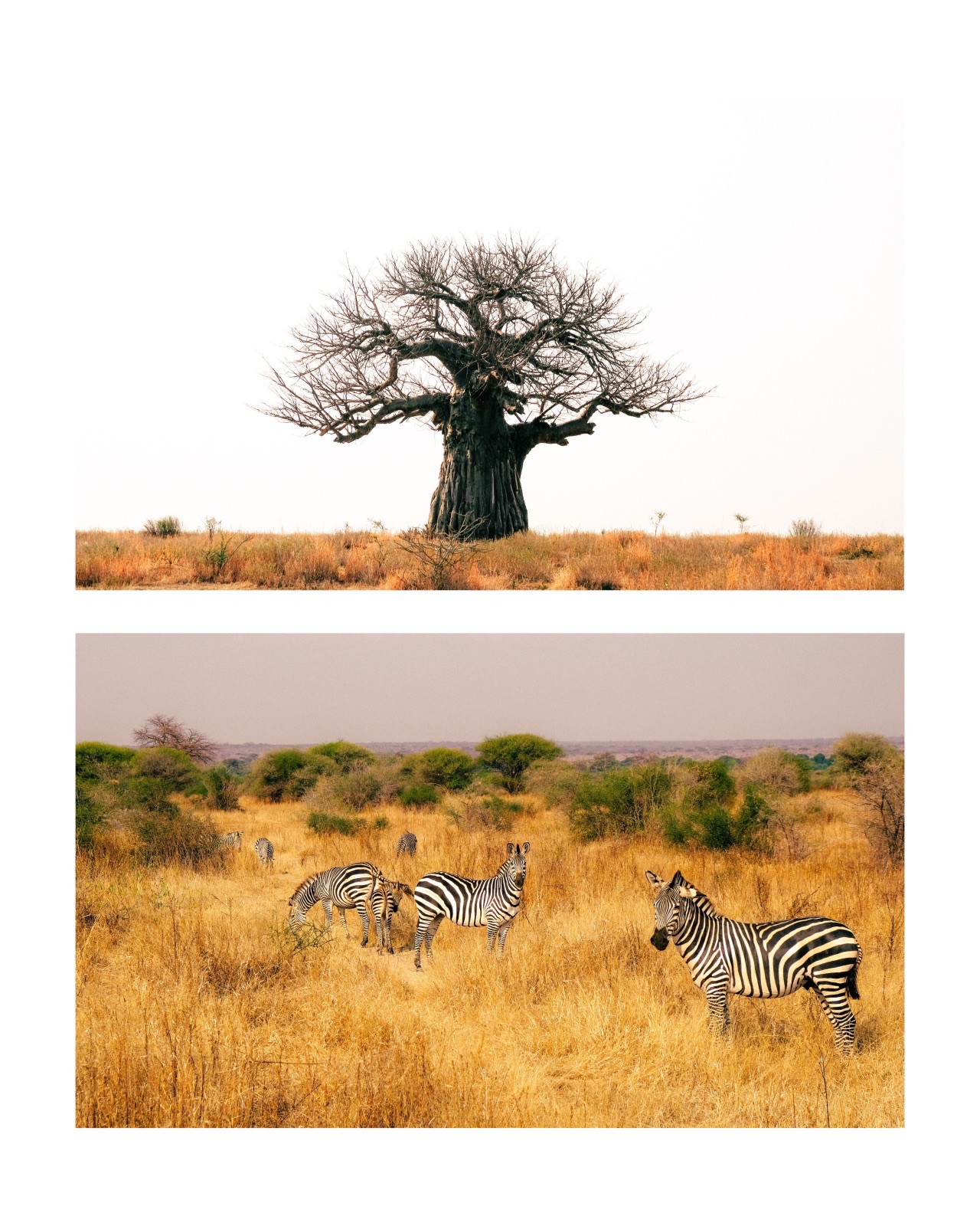 Experience Tanzania Beyond the Safari