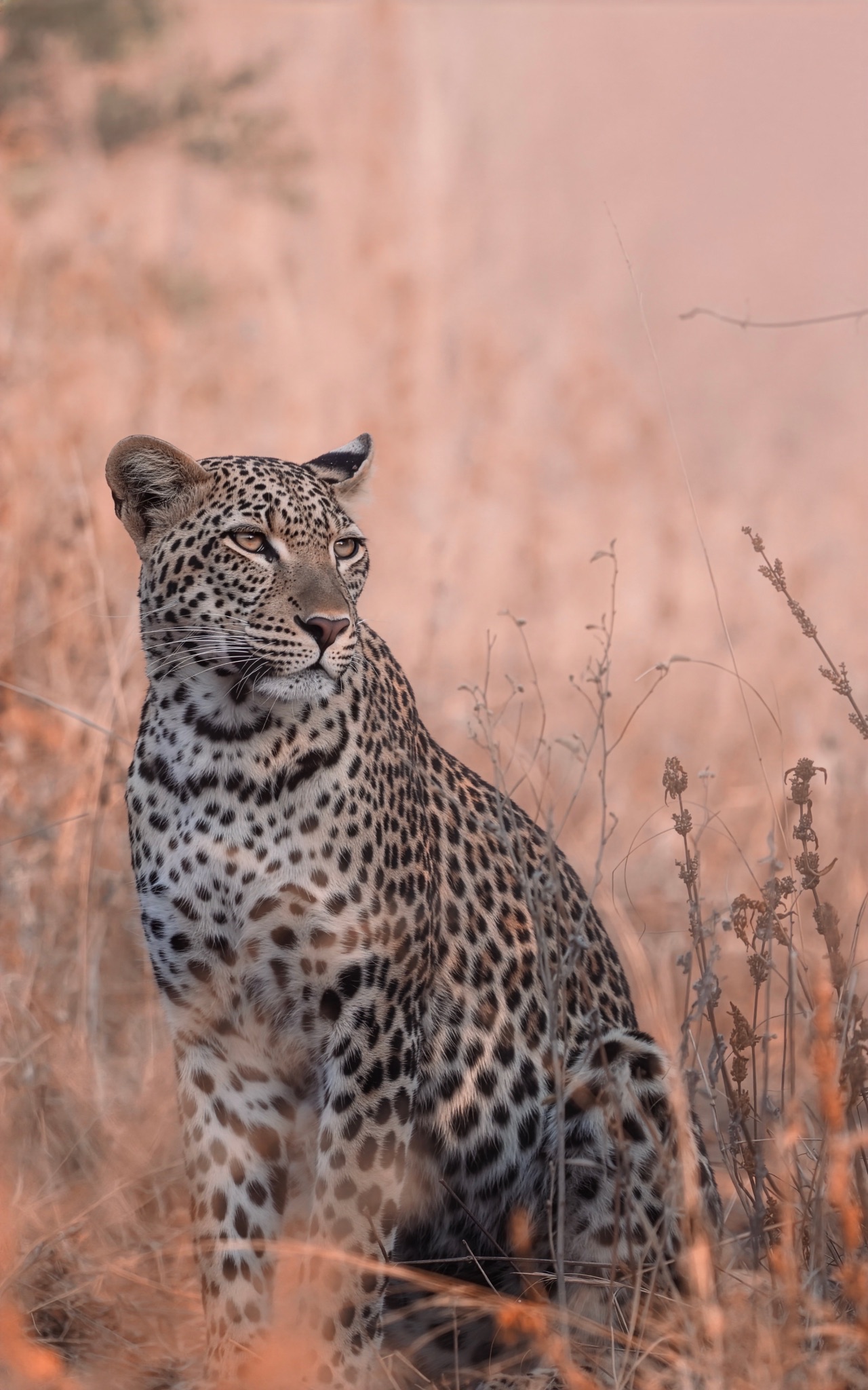 Exceptional wildlife