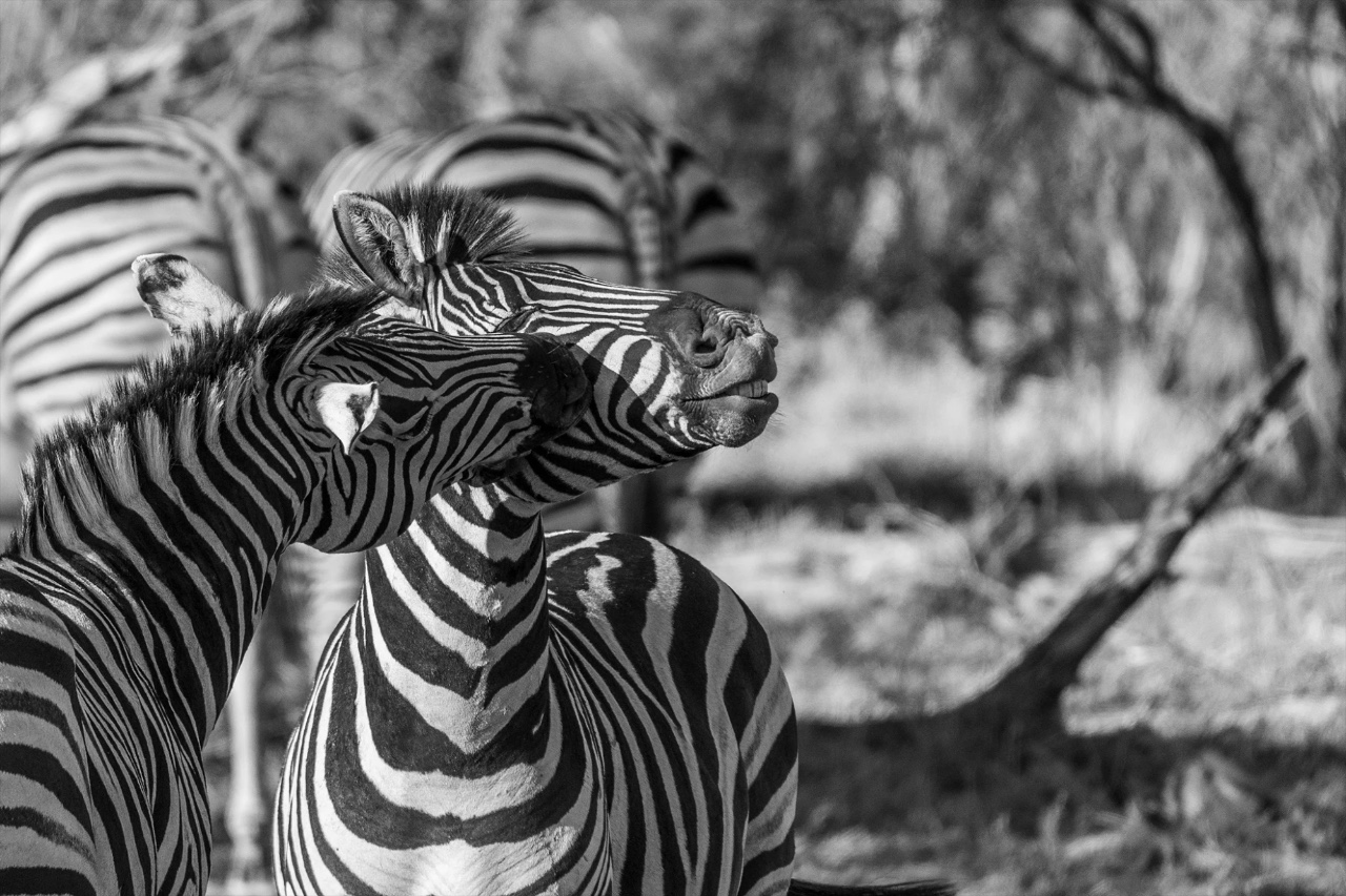 Wildlife first