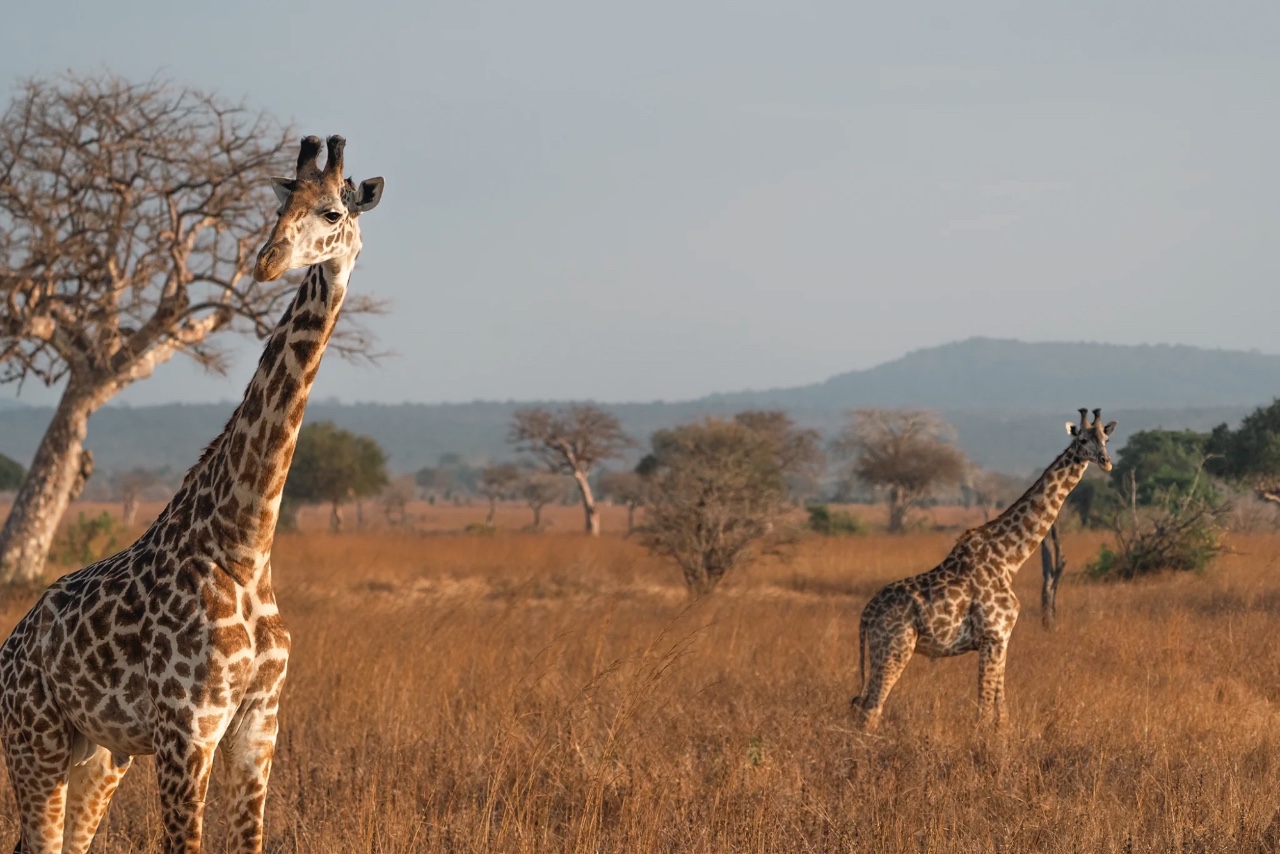 <p>2027 Tanzania Safari Expeditions</p>