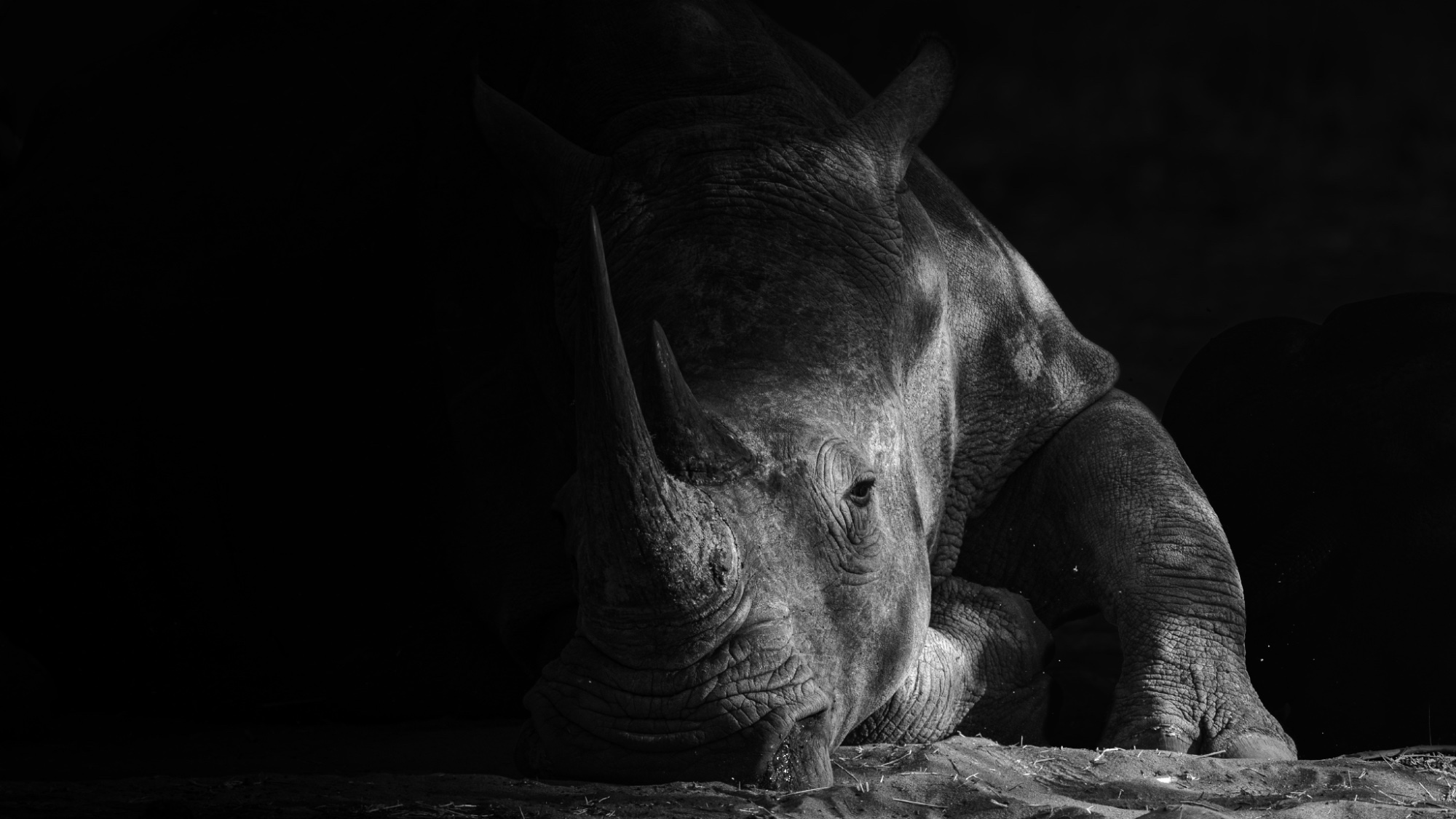Wildlife