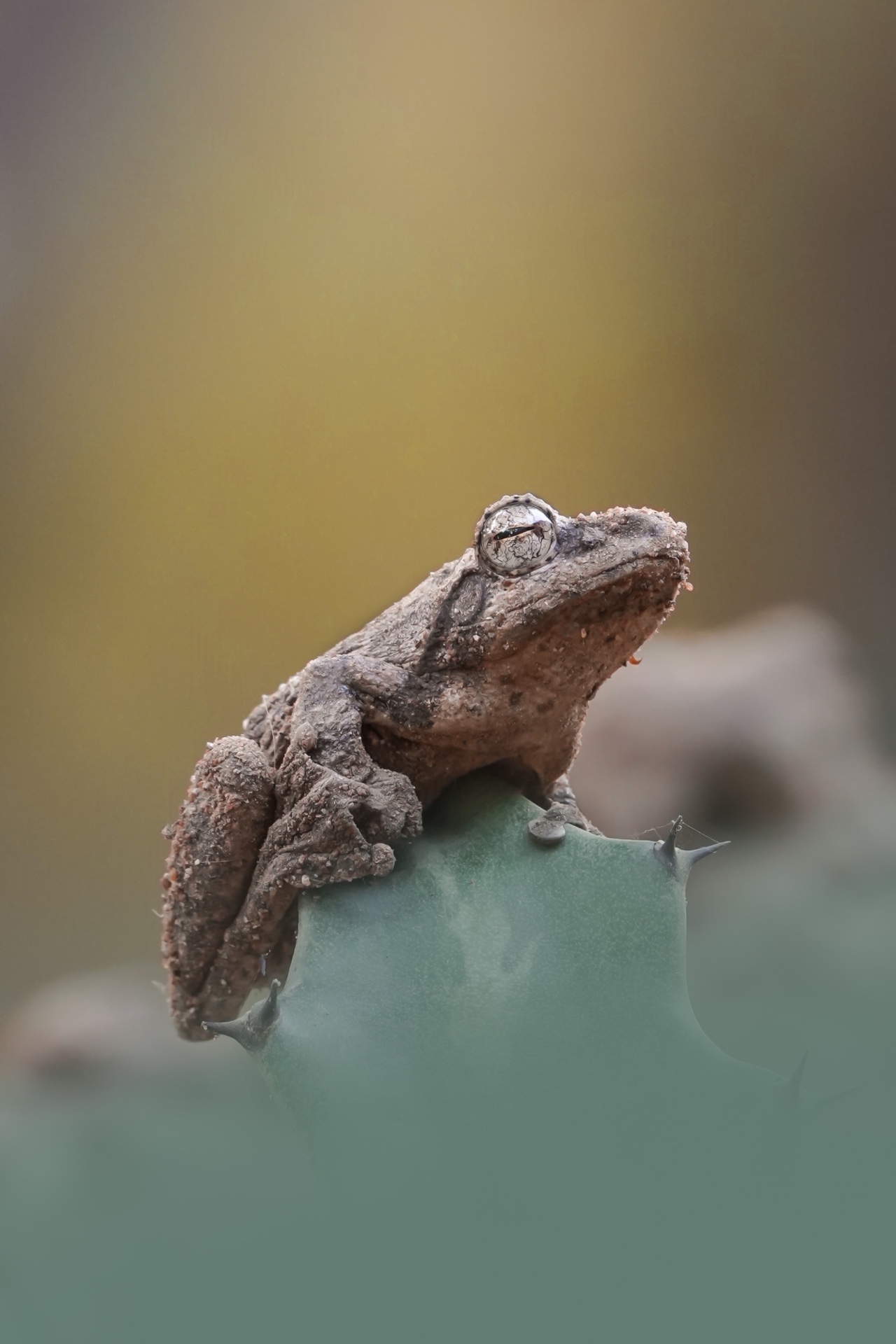 Close-up of a frog resting on a leaf