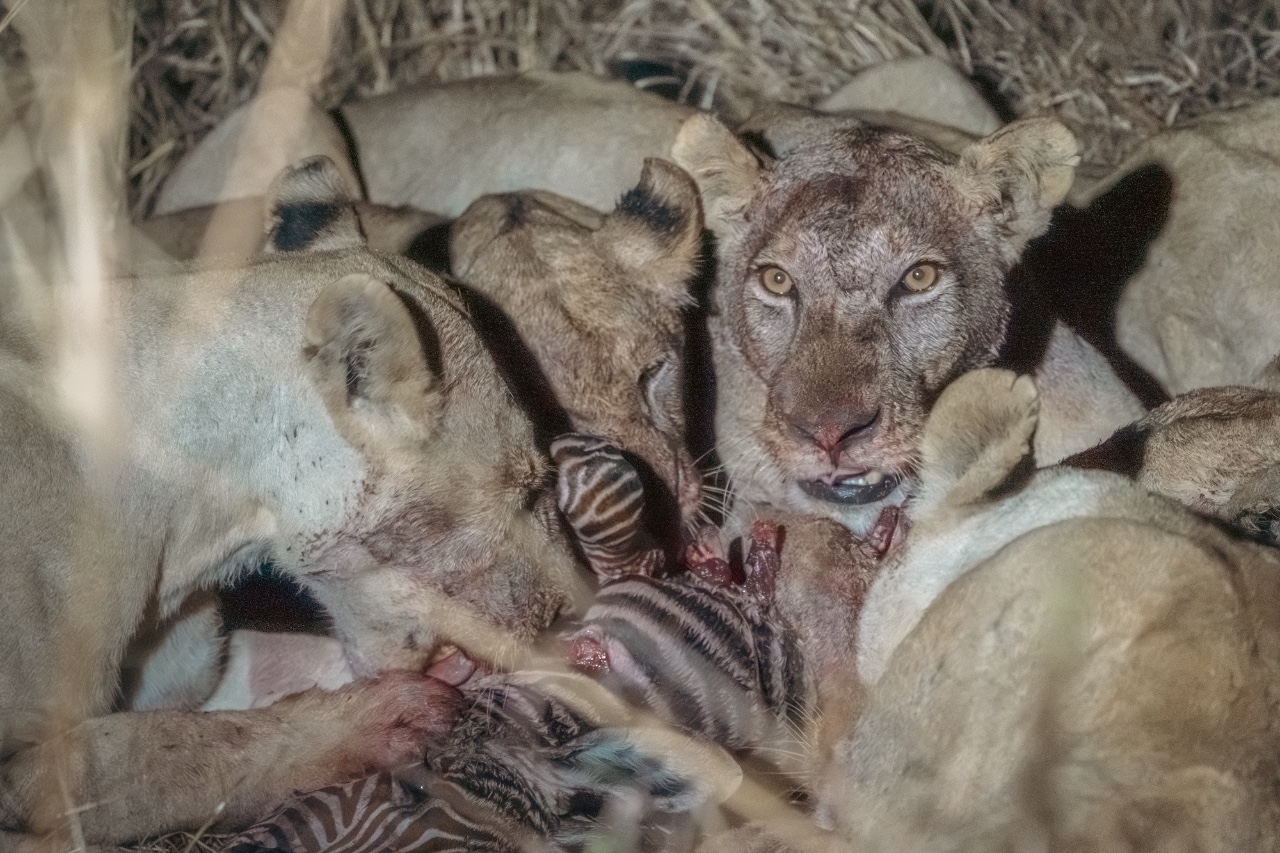 Lions resting beside a zebra carcass in the African wilderness