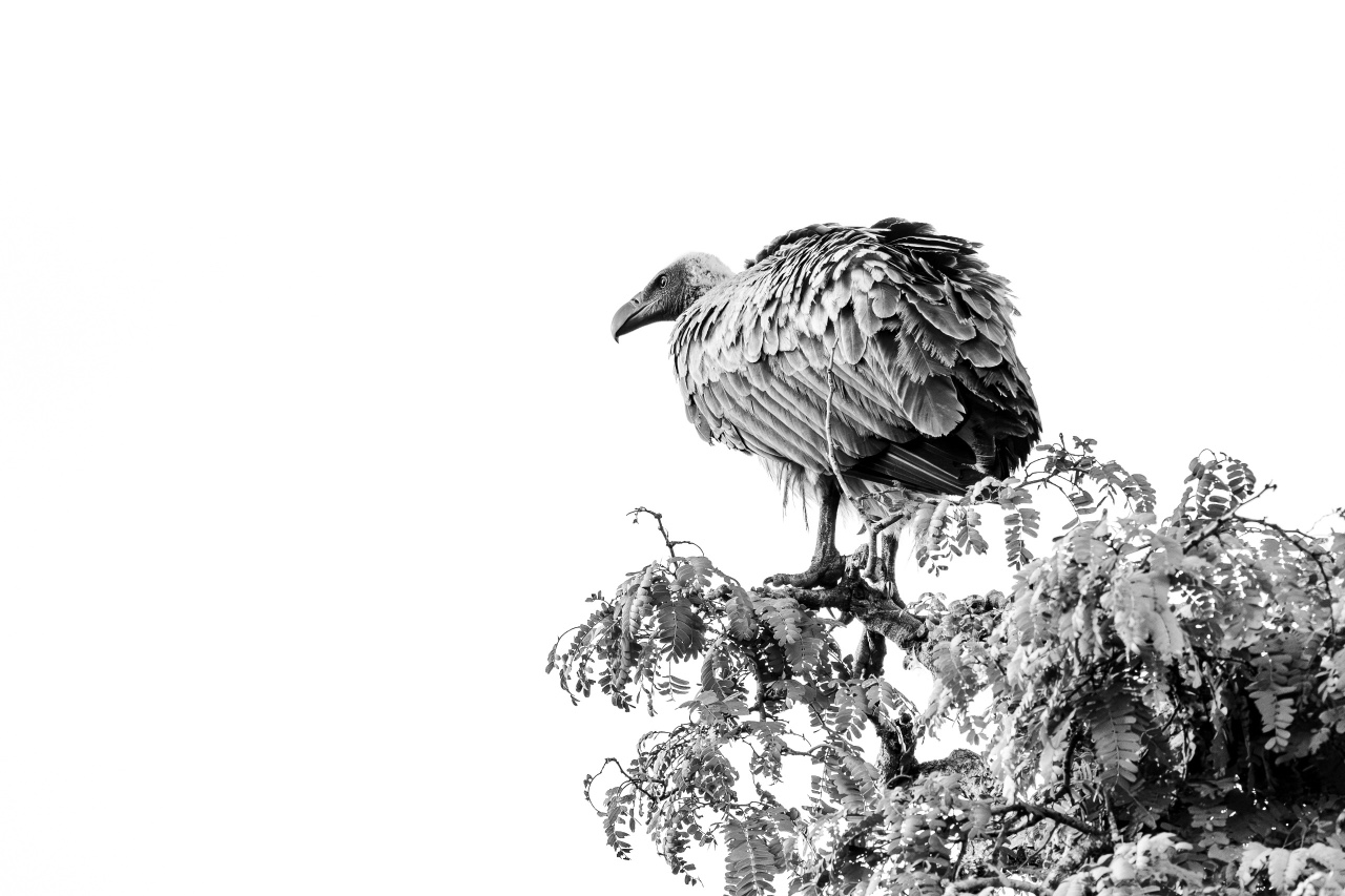 Vulture perched on a tree in the Tanzanian savanna