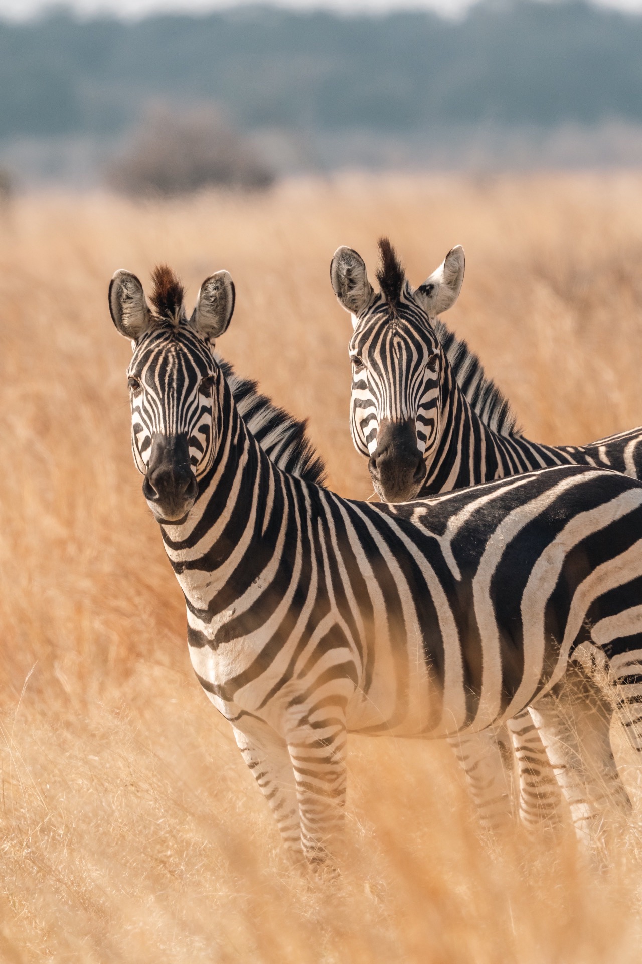African Savannah